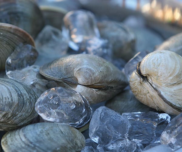 Cabbage Island Clambakes